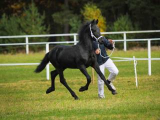 Ogierek Fryzyjski - Dante R. Imperial Stable