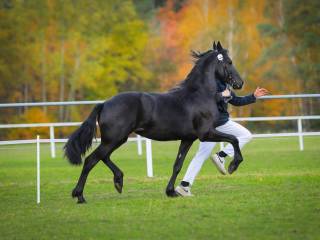 Klacz Fryzyjska - Carrera R. Imperial Stable