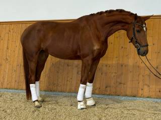 PIĘKNA UJEŻDŻENIOWA KLACZ HANOWERSKA SO PRETTY- SO UNIQUE/DIAMOND HIT