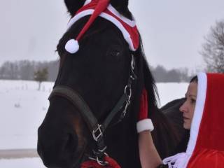Klacz Śląska nowego typu piękna, księga główna, zamiana, do hodowli