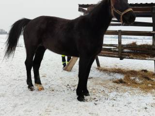 Sprzedam klacz Śląską Księga Główna