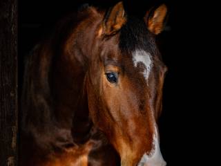 Wałach do skoków 8 lat