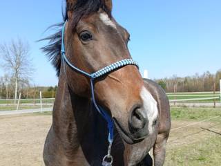 Wałach o wyjątkowym dereszowatym umaszczeniu