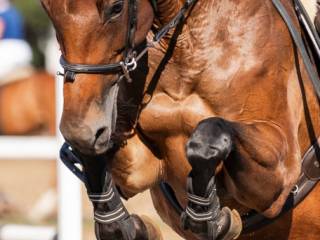 Klacz, ambitna, posłuszna,