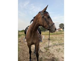 Klacz Małopolska AA