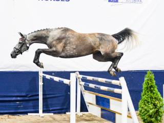 klacz skokowa do sportu lub hodowli