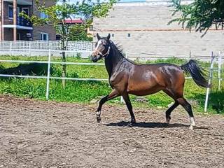 Polski Kuc Wierzchowy Klacz