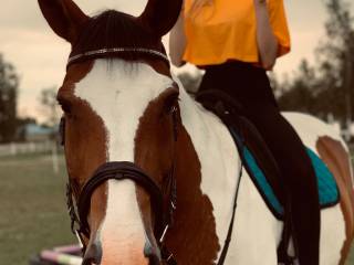 Sprzedam wałacha w typie pogrubionym