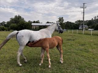 Krzyżyk od.ar. Klacz czystej krwi arabskiej Źrebna !