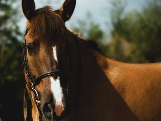 Konik Polski, Nowalijka - O