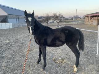 Invictus po New Cornet Obolensky