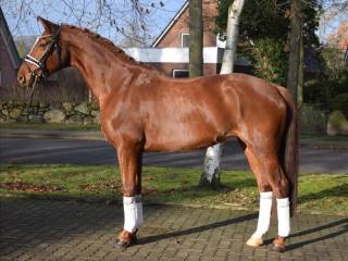 ***Grzeczna, dobrze ujezdzona i utalentowana klacz hanowerska***