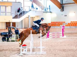 5 letni wałach do sportu