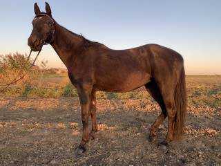 Ibiza, 18-letnia klacz SP