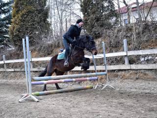 4letni wałach rasy huculskiej serce do skoków i złoty charakter