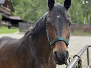 Wałach czystej krwi arabskiej do towarzystwa