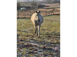 Klacz arabska źrebna holsztynem