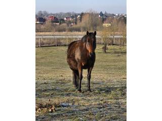 Klacz pełna krew angielska źrebna