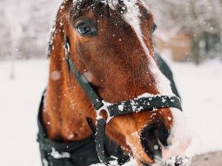 Klacz wielkopolska 03.2021
