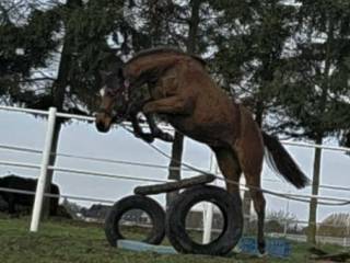 Klacz PKS do sportu I hodowli