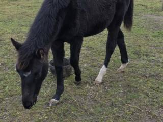 Klacz Holsztyńska po ogierze Diacontinus