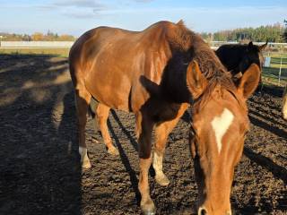 Klacz trakeńska 10 lat