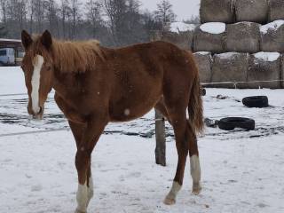 Klaczka po Luke Skywalker