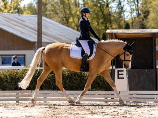 Pełna dzierżawa | Niesamowicie przyjazny 7 letni koń hiszpański | ujeżdżenie