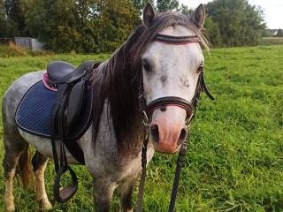 Spokojny ogier do sportu