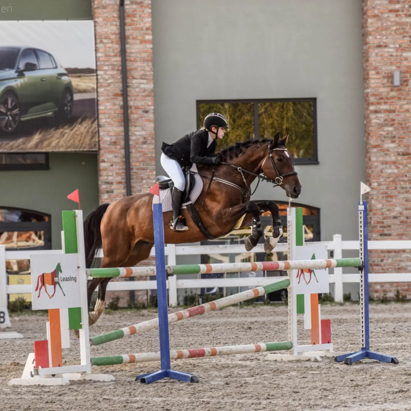 Koń profesor do wprowadzenia w sport