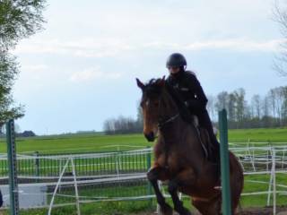 Super kobyłka dla dziecka lub koń rodzinny