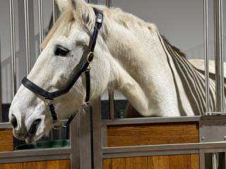 Sprzedam Klacz urodzona 16.05.2012