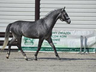 Stanówka ogierem małopolskim Gofer AA objęty programem Zasobów Gene