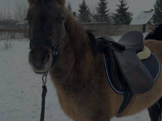Klacz konik polski