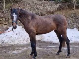 Przepiękna urokliwa klacz PRE ANDALUZ W POLSCE