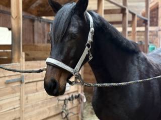 Zmieni dom bardzo miła klacz