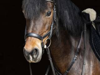 Piękna Klacz D grupy