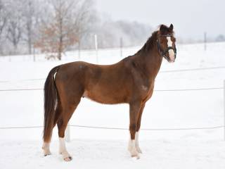 Malowany kuc z fajną głową