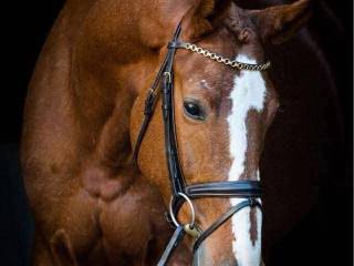 Zdrowa klacz skokowa po konkursach 120cm - wymiana na rekreanta