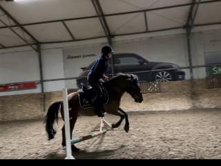 Szukam konia do dzierżawy z przeniesieniem