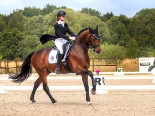 Ujeżdżeniowy wałach GP