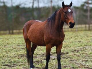 Sprzedam klacz (Polski Koń Sportowy)