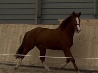 3latka po Leonardo da Vinci JPP OKAZYJNA CENA DO KOŃCA LUTEGO