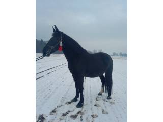 Klacz śląska 3lata źrebna starego typu