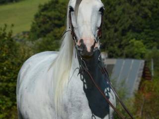 Klacz grey tobiano