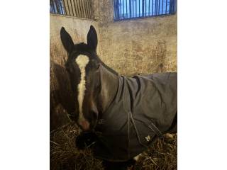 Sprzedam klacz śląską 3 lata