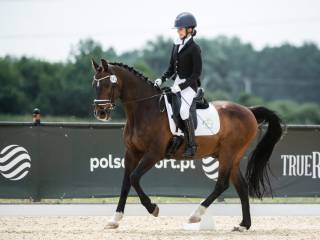 Sprzedam wałacha holsztyńskiego