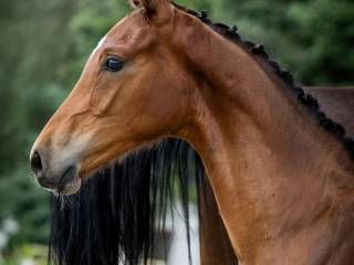 Ogierek Chacceron po Chaloubino PS / Cornet de Semilly