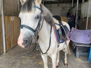 kuc A0 sprzedam/ profesor