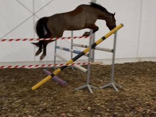 Super grzeczny wałach do sportu